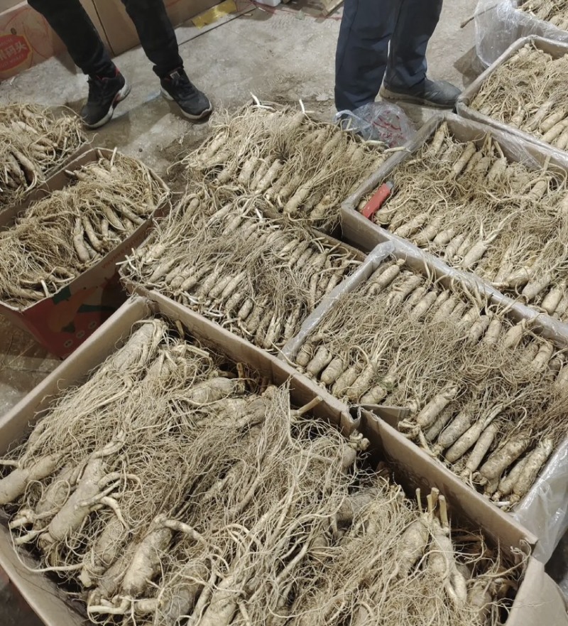东北长白山鲜参大量批发产地发货一手货源种植户售包邮