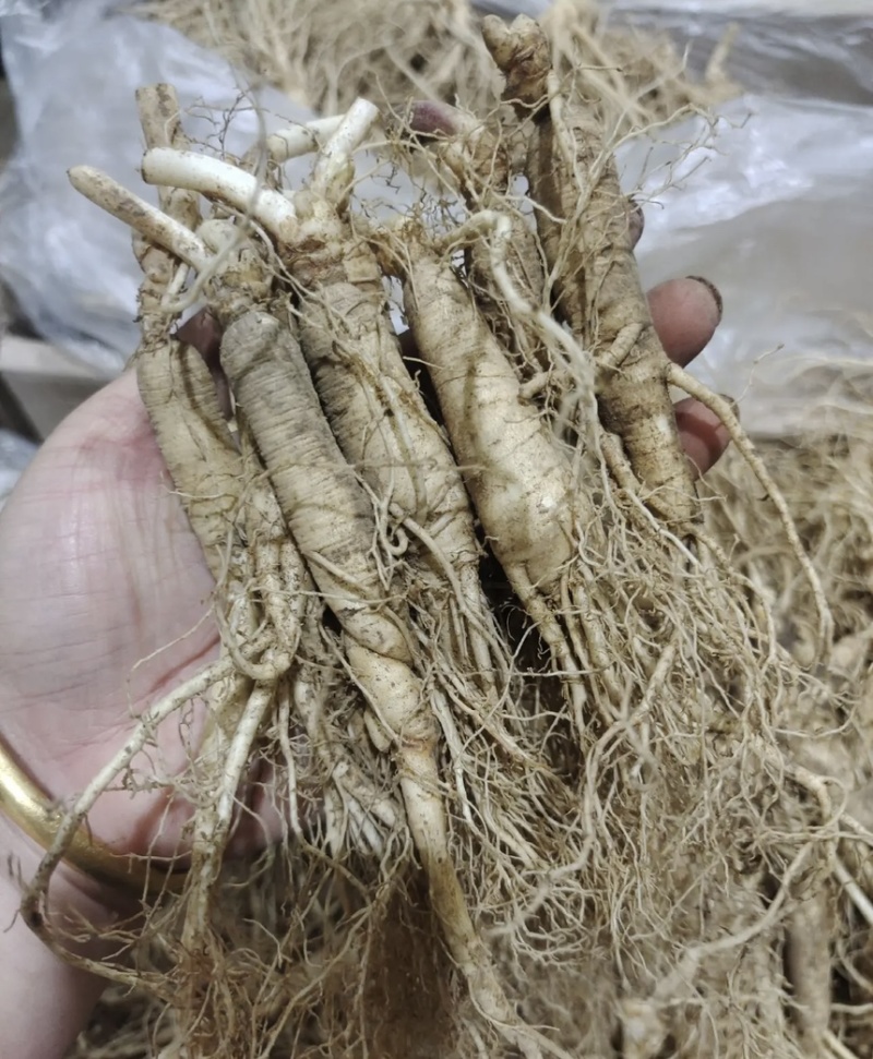 东北长白山鲜参大量批发产地发货一手货源种植户售包邮