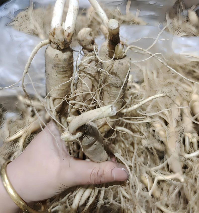 东北长白山鲜参大量批发产地发货一手货源种植户售包邮