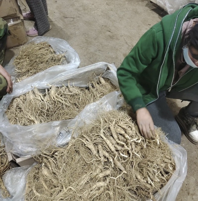东北长白山鲜参大量批发产地发货一手货源种植户售包邮