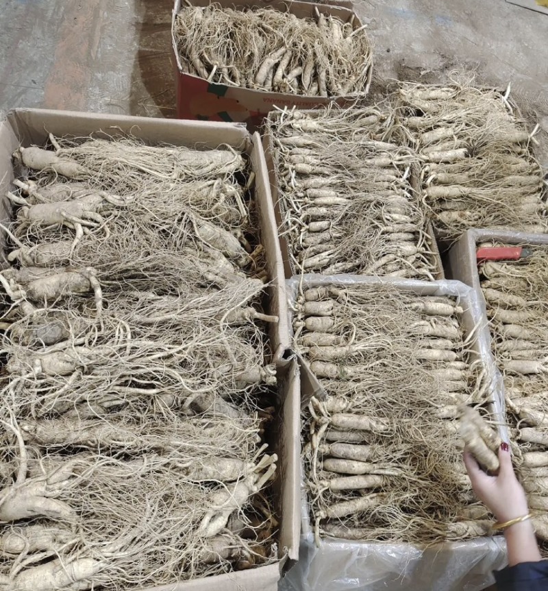 东北长白山鲜参大量批发产地发货一手货源种植户售包邮