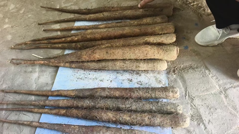 紫药大货，