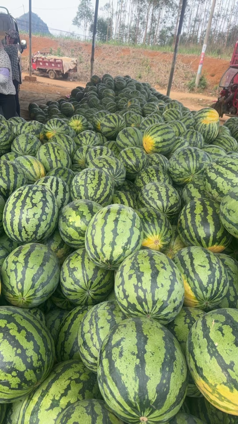 甜王西瓜，可对接市场电商超市等各个渠道保质保量全国代发货