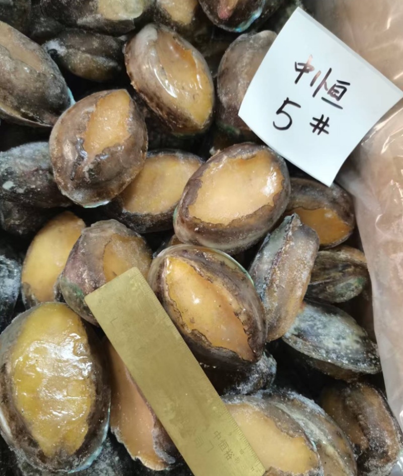 活冻鲍鱼5头大鲍鱼鲍鱼厂家供应酒店餐厅冻品批发