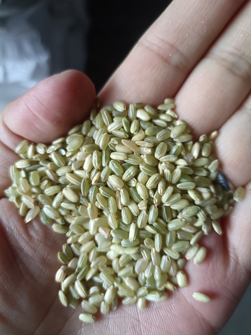 糙米绿糙米颗粒饱满拌粥酿酒工厂直发天然颜色