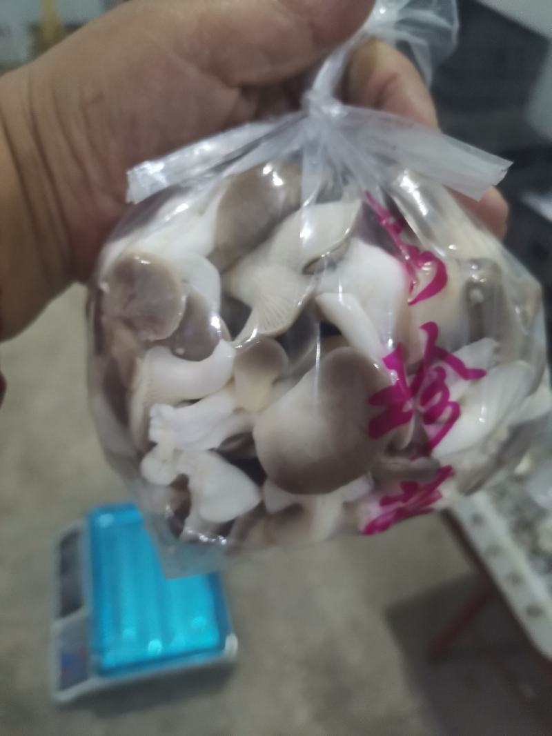 A级秀珍菇，真秀，台秀鲜品
