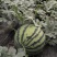 甜王西瓜大量供应山东河南河北
