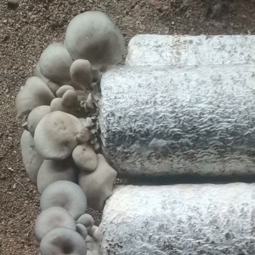 高温平菇菌棒现货