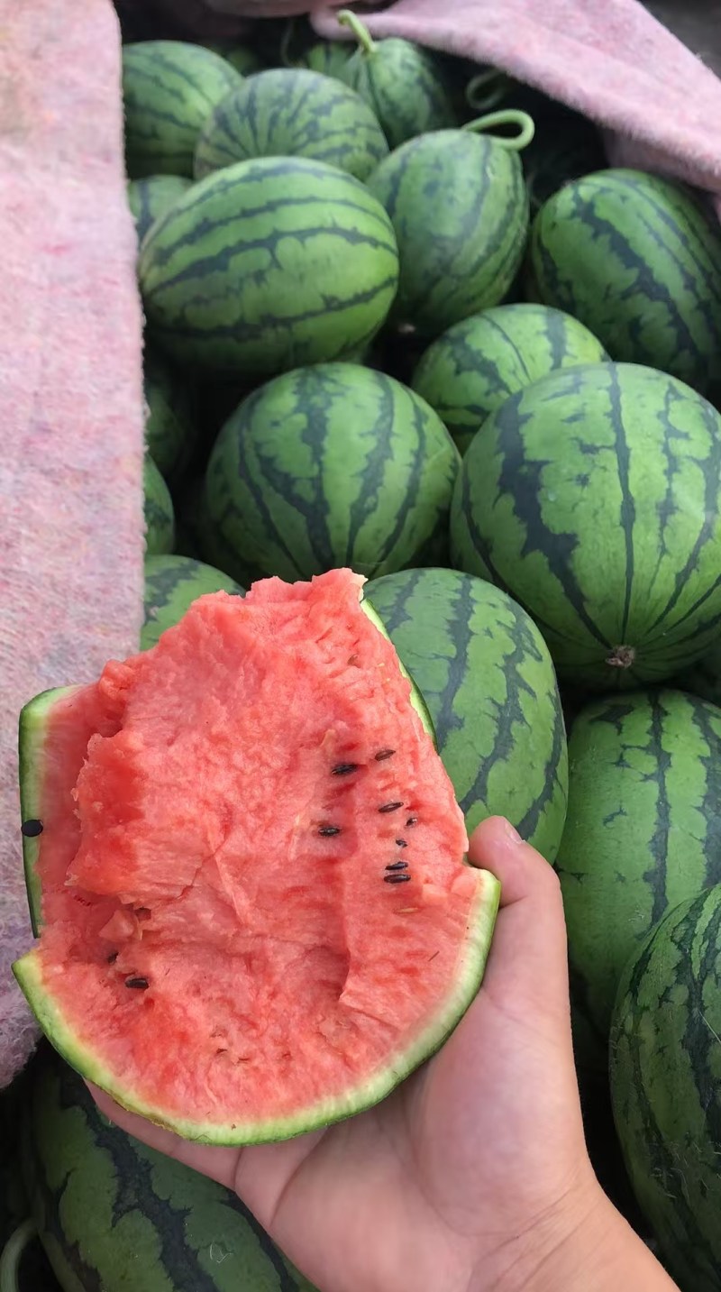小糖丸西瓜精品吊瓜鲜甜多汁产地直发价格美丽