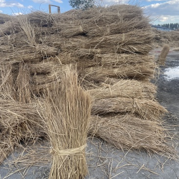 治沙草稻草治沙护坝治沙稻草