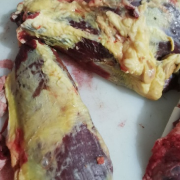 贵州黄牛肉批发，一斤也是批发黄膘，全国各发货，每天现屠宰