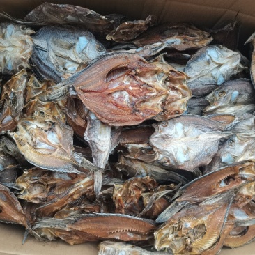 海南水库鱼《淡水石斑》鱼干/烘干/淡盐/长期批发