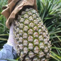 凤梨
