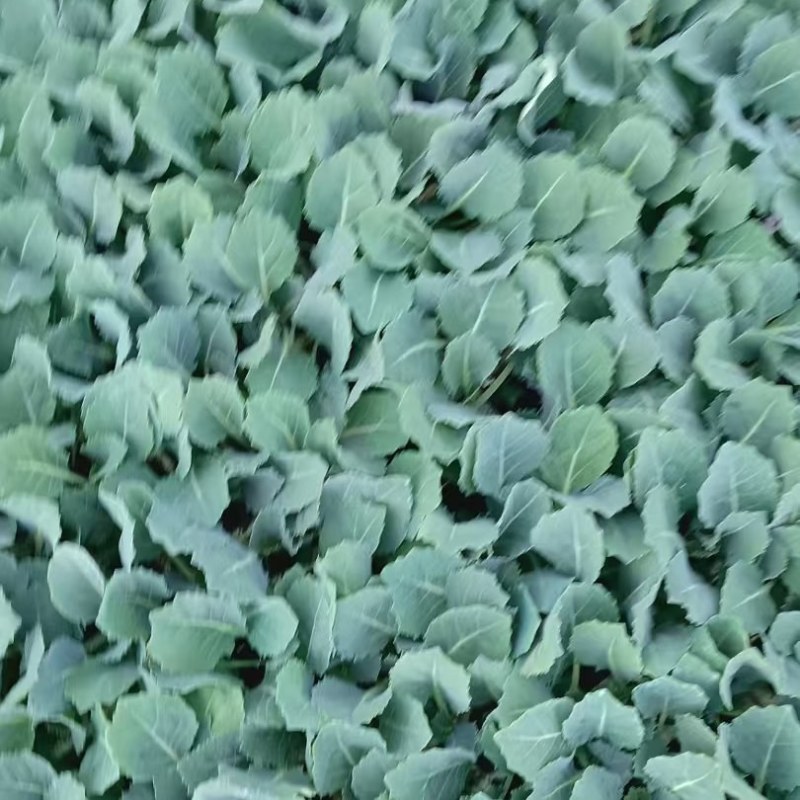 甘蓝苗，圆包甘蓝，苗保证质量，品质保证，