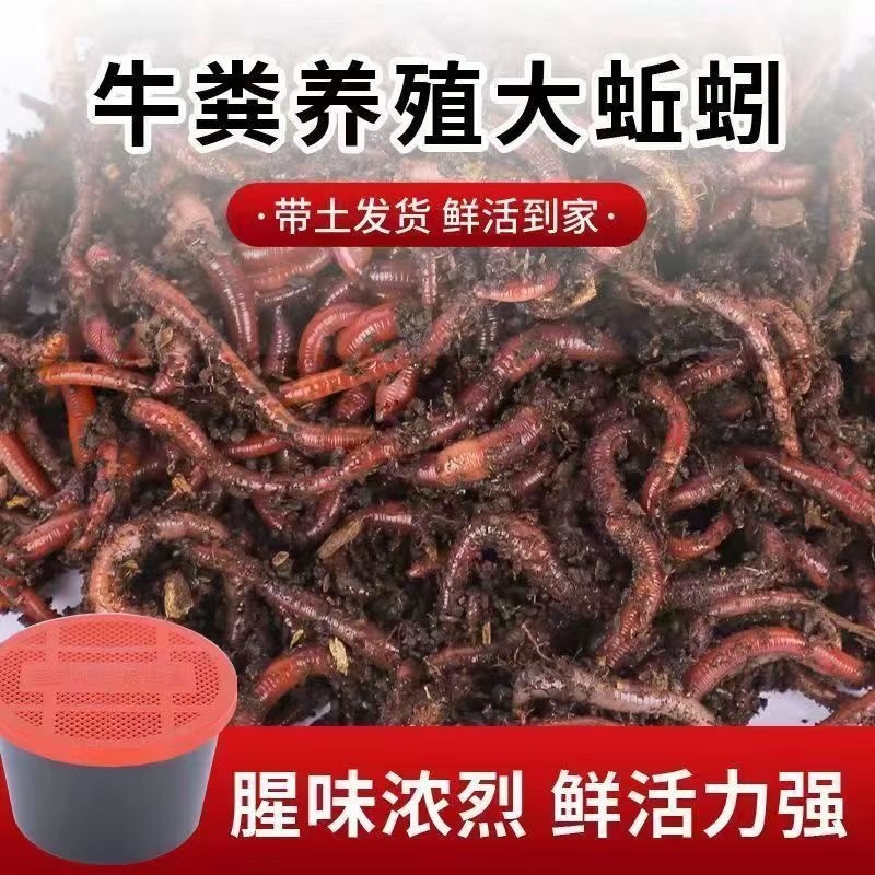 山东菏泽纯牛粪大蚯蚓太平2号800亩牛粪养殖基地
