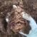 山东菏泽纯牛粪大蚯蚓太平2号800亩牛粪养殖基地