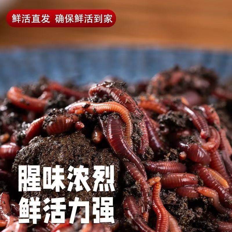 山东菏泽纯牛粪大蚯蚓太平2号800亩牛粪养殖基地