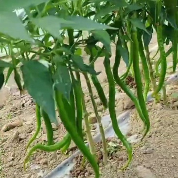 精品线椒基地直供大量上市