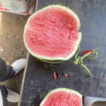 美都麒麟西瓜