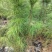 湿地松）奉新县邹家苗圃基地大量供应大小不一的湿地松