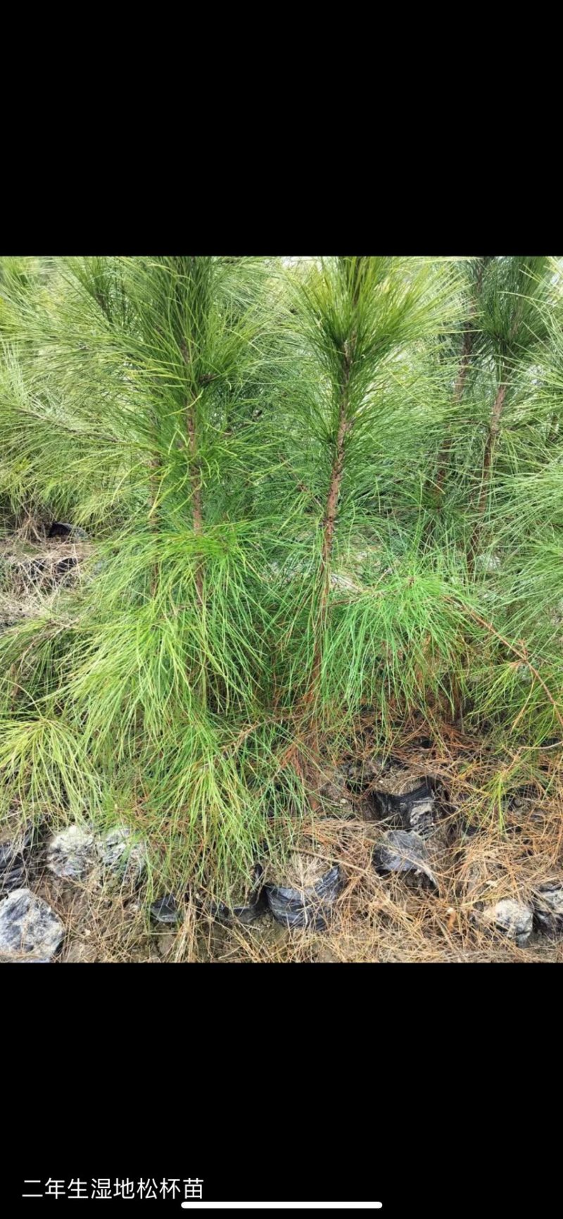 湿地松）奉新县邹家苗圃基地大量供应大小不一的湿地松