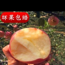 红富士苹果大地，批发地，果园现摘，又脆爽口甜