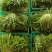 沈阳苦菊基地直发