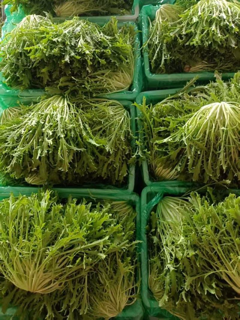 沈阳苦菊基地直发