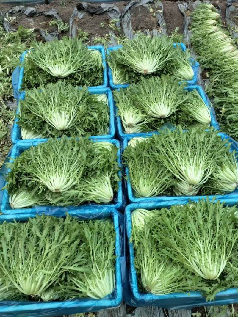 沈阳苦菊基地直发