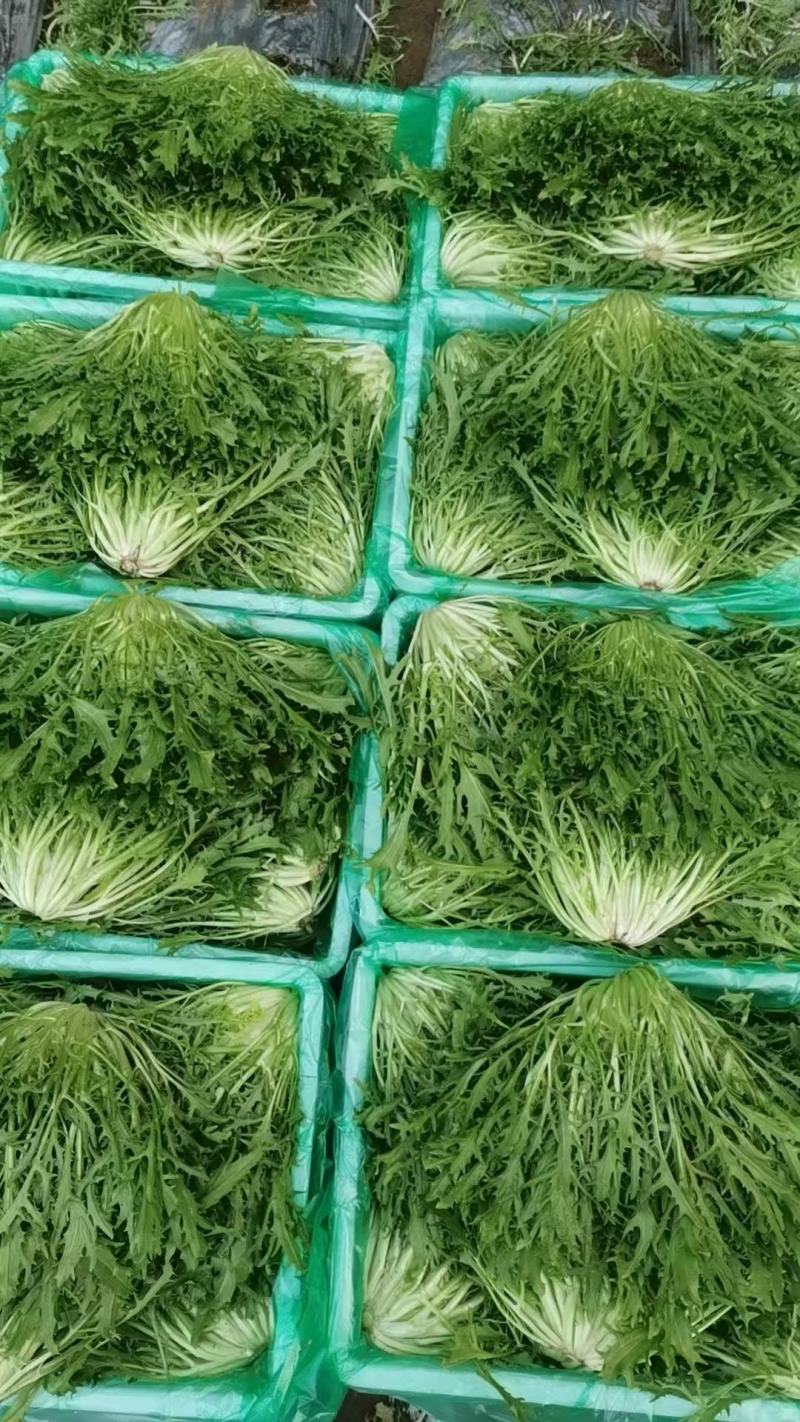 沈阳苦菊基地直发