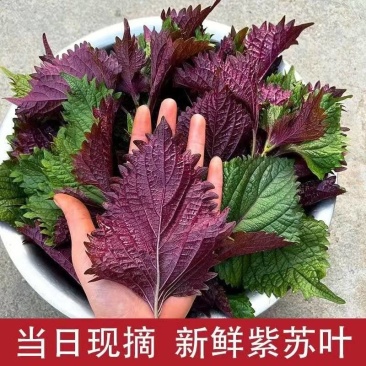精品紫苏叶营养丰富正品保障自产自销诚信经营可视频