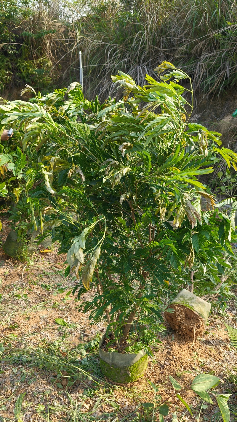 红绒球