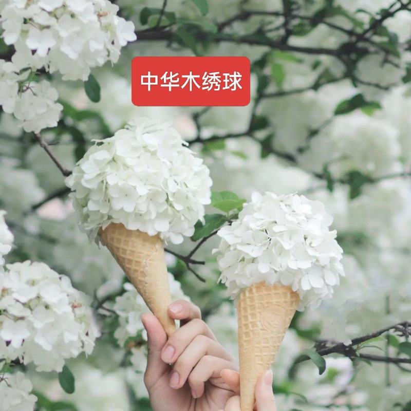 河北定州中华木绣球立体圆锥木绣球欧洲荚密丛生多分枝