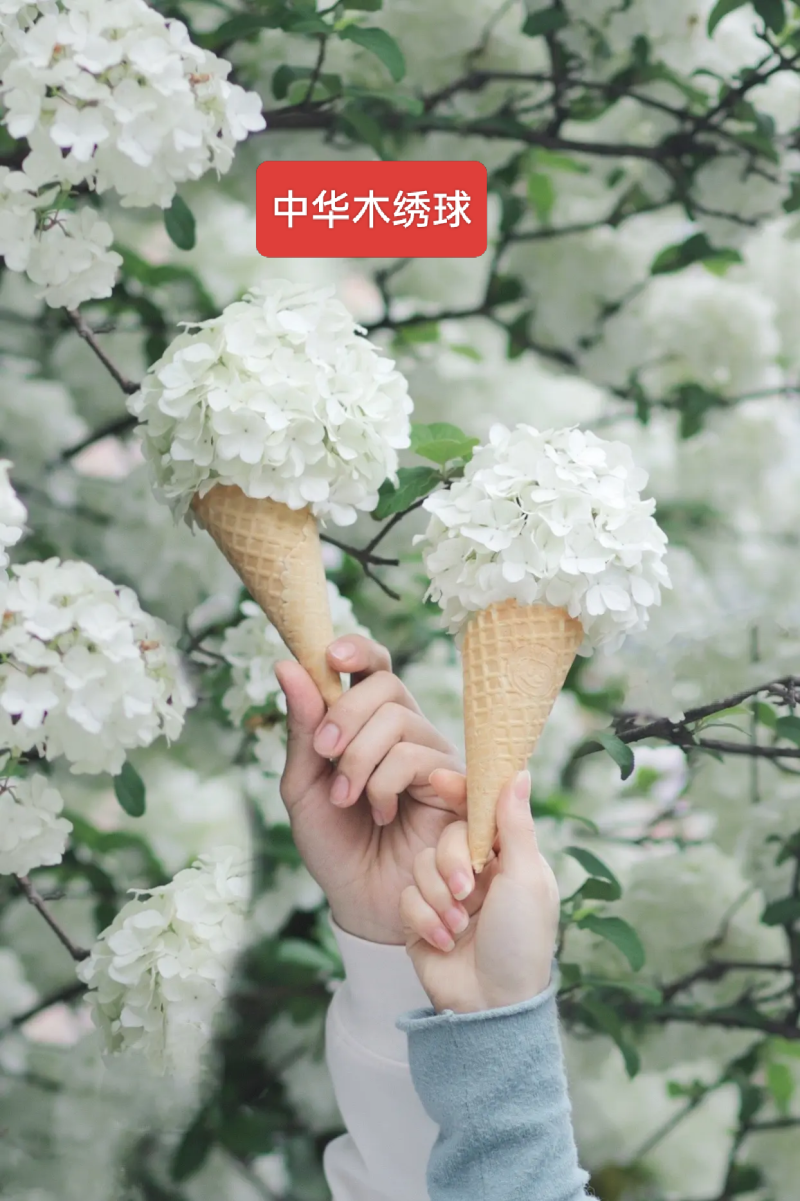 河北定州中华木绣球立体圆锥木绣球欧洲荚密丛生多分枝