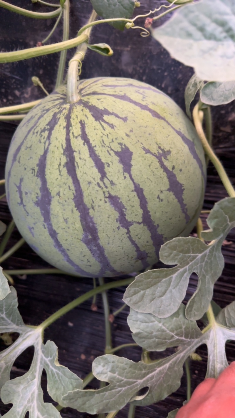 金星西瓜有籽麒麟大量上市中河北饶阳