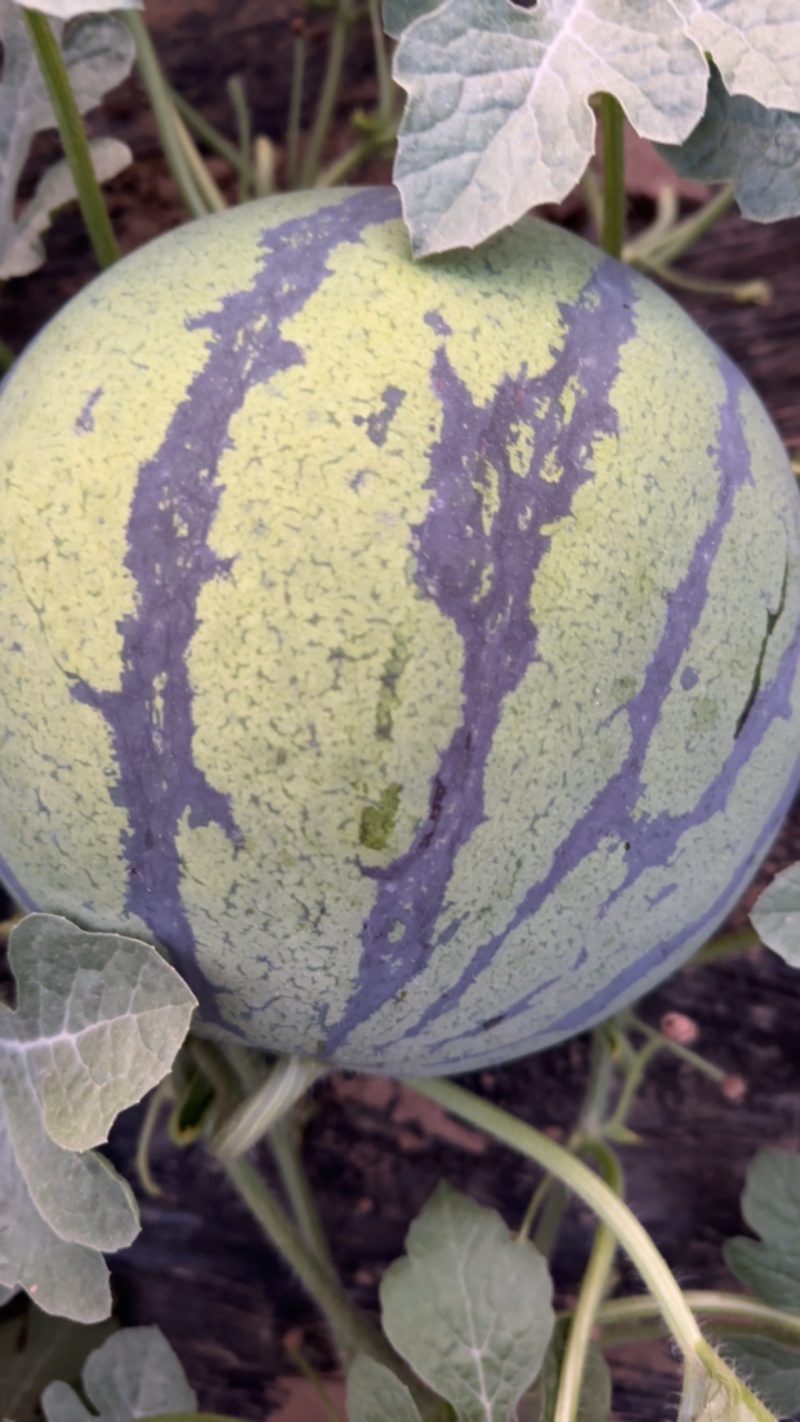 金星西瓜有籽麒麟大量上市中河北饶阳