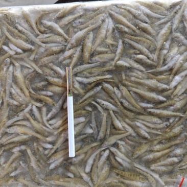 精品山根鱼，绿豪根