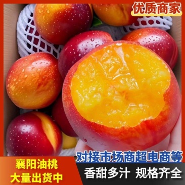 油桃中油系突围金蕾曙光等电商社团批发商超出口外贸