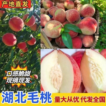 湖北毛桃春雪/红不软/特早红/突围舂蜜电商批发出口外贸