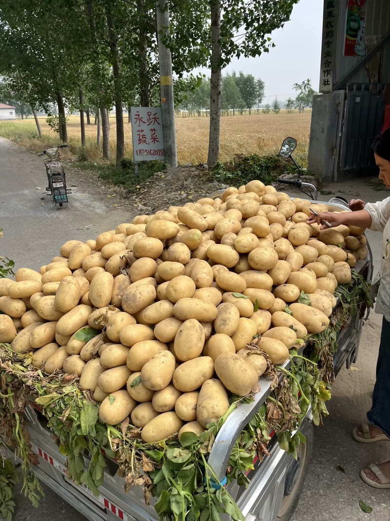 沃土，荷兰十五土豆希森V73两以上通货