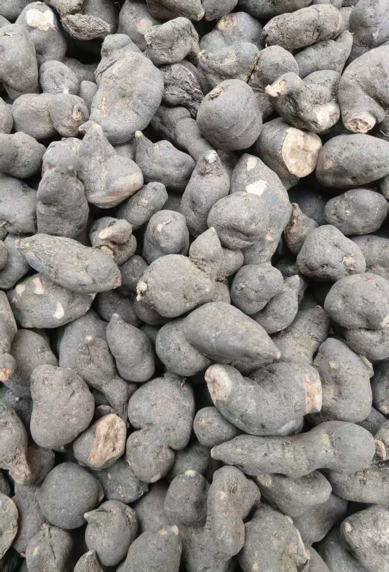 三叶青干货大量批发