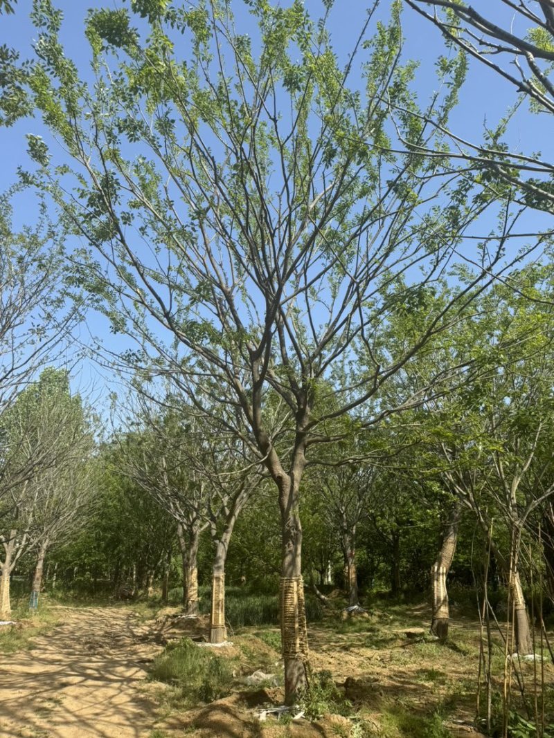 假植朴树，移栽朴树，规格18-80公分，高成活
