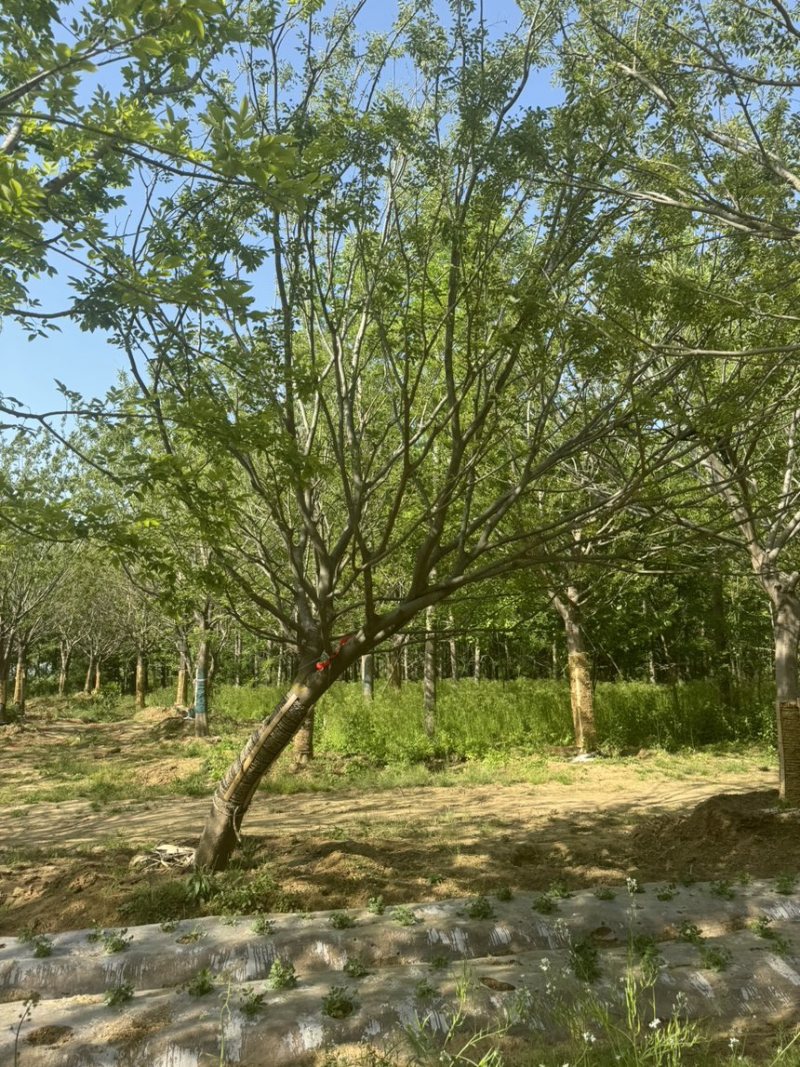 假植朴树，移栽朴树，规格18-80公分，高成活