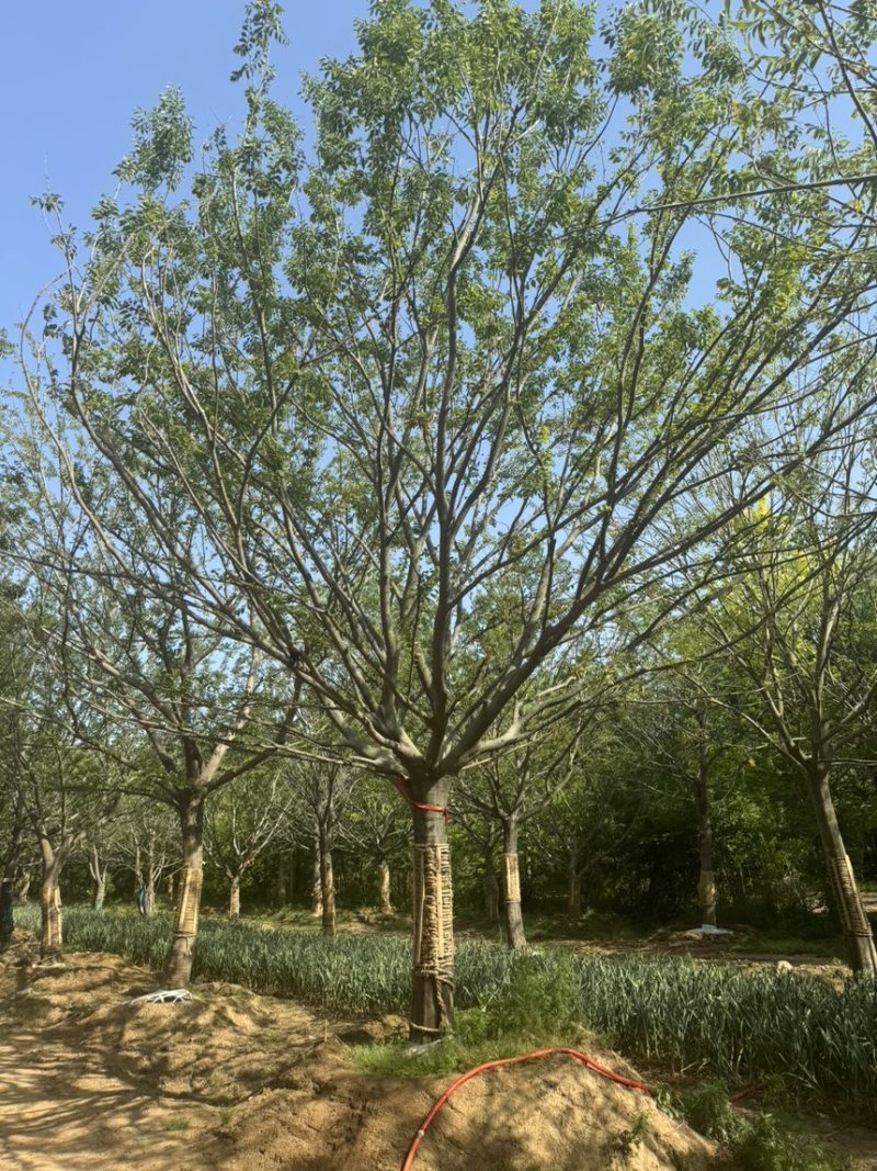 假植朴树，移栽朴树，规格18-80公分，高成活