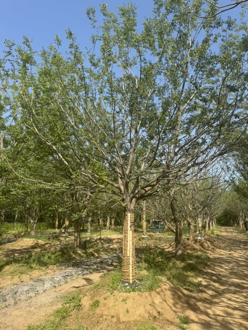 假植朴树，移栽朴树，规格18-80公分，高成活