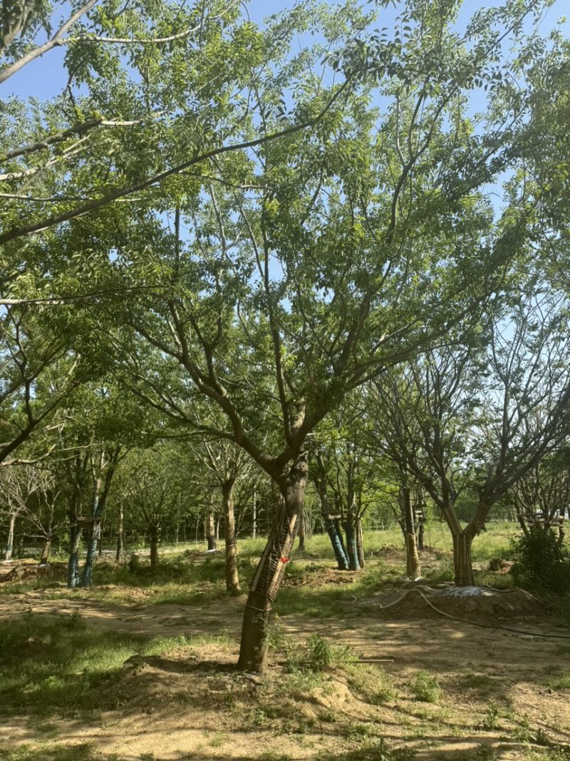 假植朴树，移栽朴树，规格18-80公分，高成活