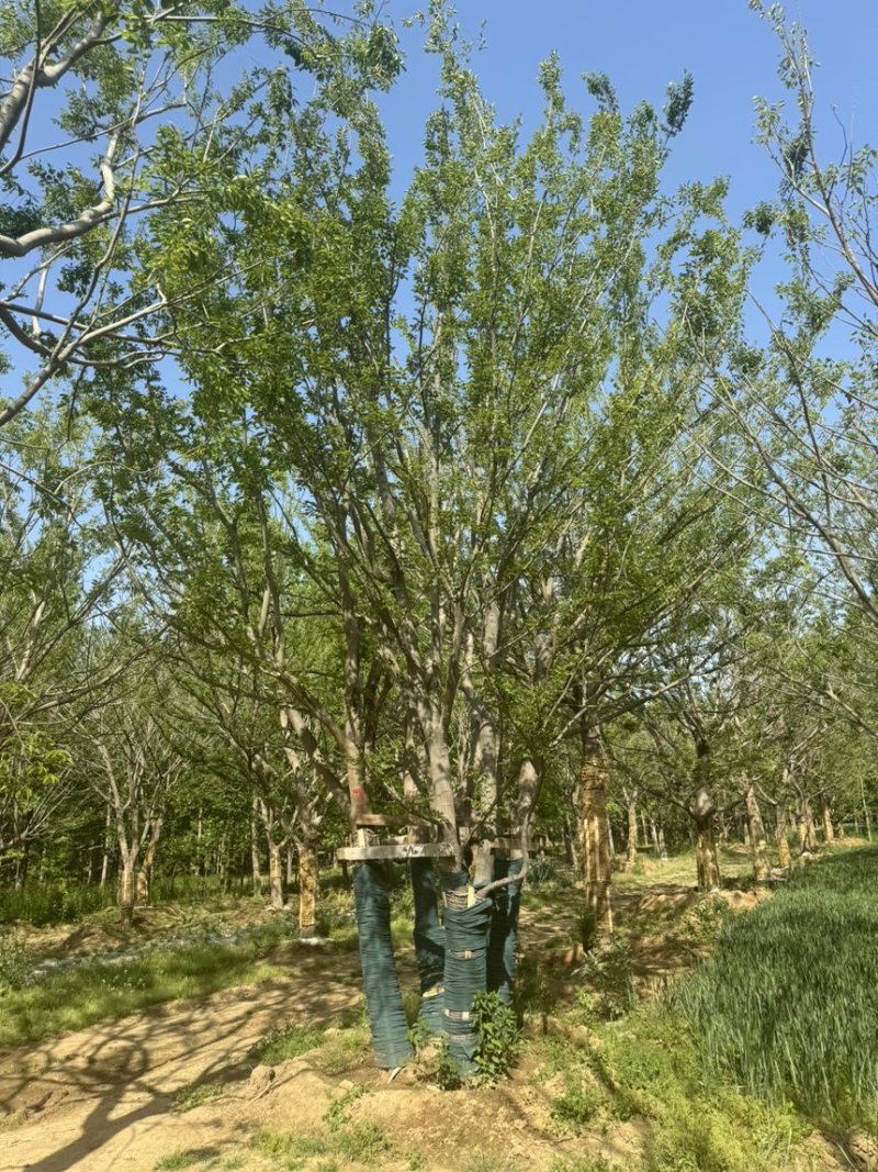 假植朴树，移栽朴树，规格18-80公分，高成活