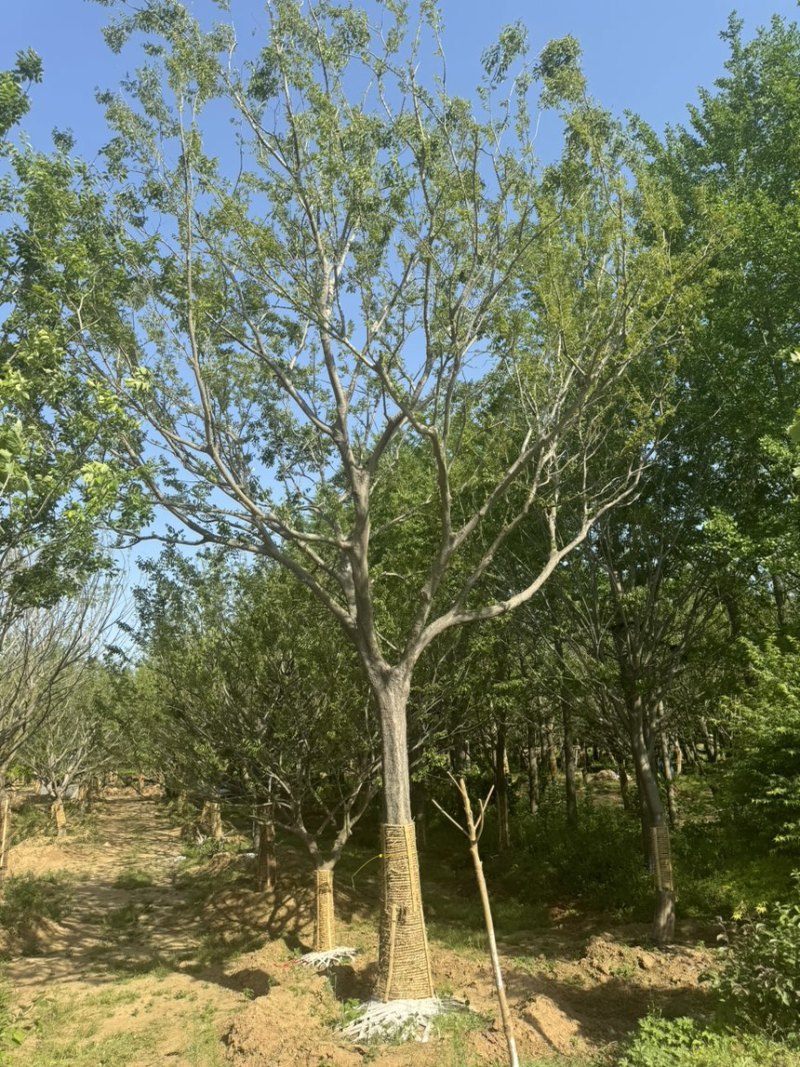 假植朴树，移栽朴树，规格18-80公分，高成活