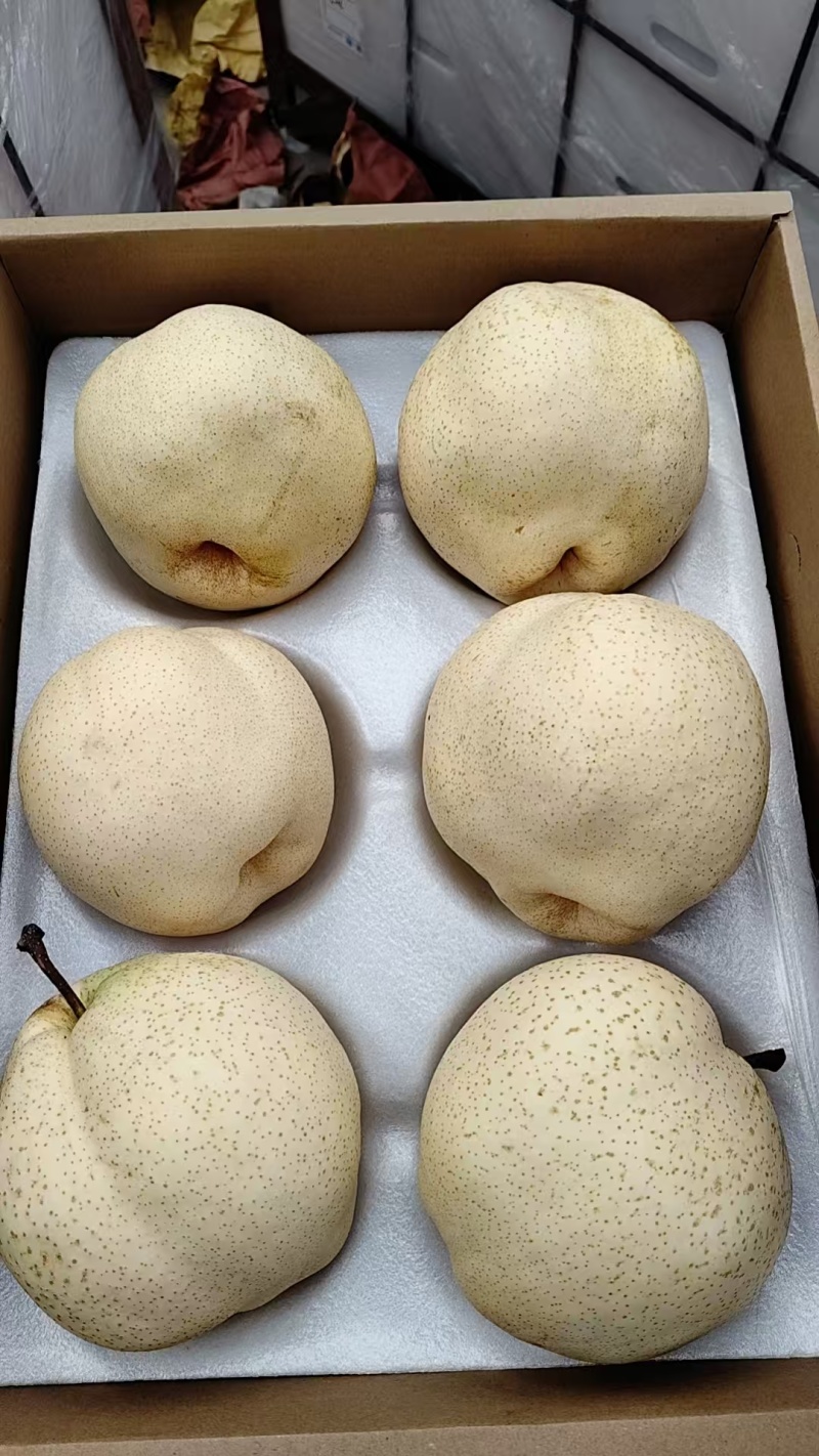 山农酥梨