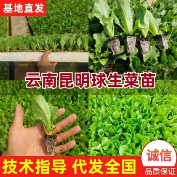 云南球生菜苗(结球生菜)货量大全国接单成活率高提供技术指